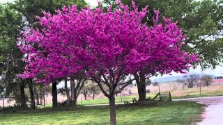 Redbud Trees For Sale [upl. by Wilda644]