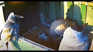 kestrels feeding chicks [upl. by Coplin725]