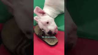 TwoLegged Dog Has Cutest Reaction To His Foster Puppies  The Dodo [upl. by Goulder]