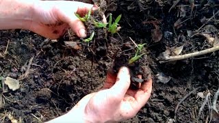 Comfrey Planting Dividing Expanding [upl. by Assenaj]