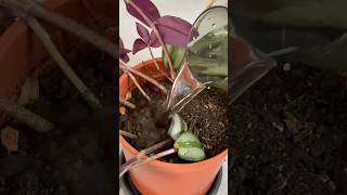 Propagation of “tradescantia zebrina plant” [upl. by Irdua34]