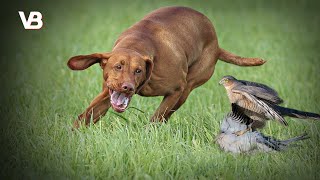 The 10 Best Bird Hunting Dog Breeds [upl. by Ayar]