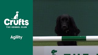 Agility Championship  Small and Medium  Crufts 2022 [upl. by Maurita]