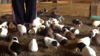 Massive Herd of Crazed Guinea Pigs [upl. by Gerhardt487]