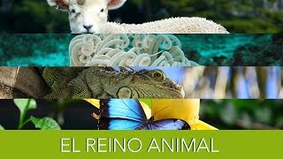 El Reino Animal [upl. by Hollingsworth]