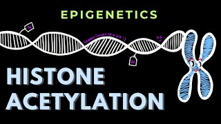 Histone Acetylation  Epigenetics  GATECSIRNET [upl. by Oilerua]