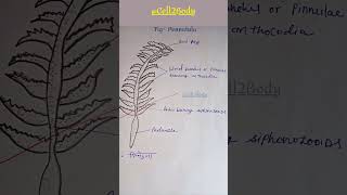 Pennatula structure। biology studymaterial viral shorts [upl. by Novert251]