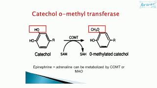 catecholOmethyltransferase [upl. by Borgeson]