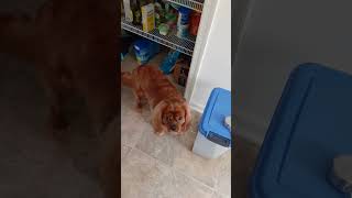 Ollie Dog  Caught Snooping in the Pantry [upl. by Orferd]