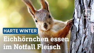 Eichhörnchen So bereiten sie sich auf den Winter vor  hessenschau [upl. by Hamian149]