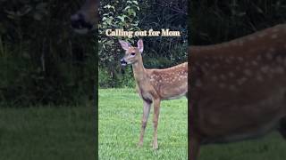 Fawn Calls for Mama [upl. by Adas]