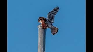 American Kestrels Mating Behavior [upl. by Alicul]