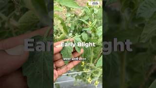 Early blight control in tomato 🍅 farminggyan tamatarkikheti farmingtips [upl. by Gorski522]