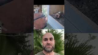 Dr Motti Charter cleans barn owl box 2 live cam birds wildlife nature birdcam [upl. by Aitnuahs910]