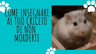 PERCHE IL CRICETO TI MORDE come insegnargli a non farlo [upl. by Nikral478]