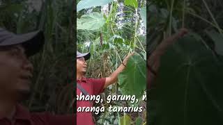 MENGENAL JENIS POHON BEGARUNG Macaranga tanarius [upl. by Lady420]