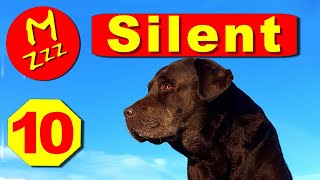 Silent Dog Whistle to Stop Dogs Barking  Random Whistle Sounds Only Dogs Can Hear [upl. by Noyk]