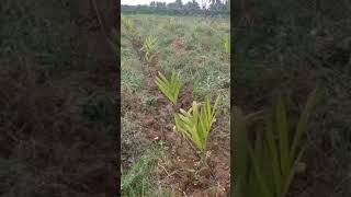 new areca plant create karyon farming kannada [upl. by Dnaloy]