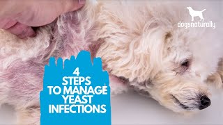 4 Simple Steps to Manage Yeast Infections in Dogs [upl. by Yaya]