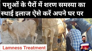 Medial patellar desmotomy in cattle ।। पशुओं में लंगड़ा पन समस्या का समाधान ।। lamness Treatment [upl. by Althea]