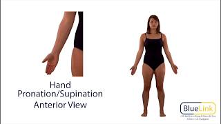 Hand Pronation Supination [upl. by Hally]