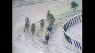 Conquistador Cielo  1982 Belmont Stakes [upl. by Desai]