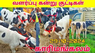 29102024 வளர்ப்பு கன்று குட்டிகள் விற்பனை karimangalam cow market Dharmapuri district [upl. by Adiaroz]