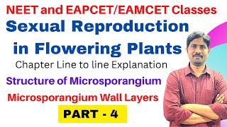 Structure of Microsporangium  Microsporangium Wall Layers  PART 4 [upl. by Mersey676]