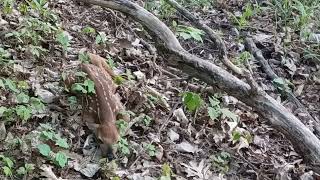 Baby fawn lying very very still as she waits for Mama 52024 [upl. by Boles]