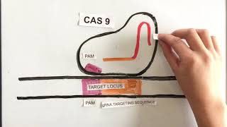 How Does CRISPRCas9 Work Simple Explanation [upl. by Lindsey544]