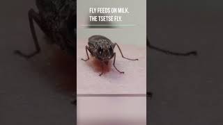 Fly Feeds on Milk The TseTse Fly [upl. by Aicella]