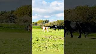 Horses  Sacriston Part 2  Durham  United Kingdom  travel  countydurham  interestingfact [upl. by Zetnom375]