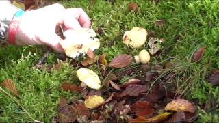 Easy Edible Fungi Guide 2 Yellow Russula [upl. by Burdett272]