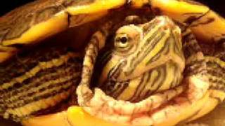 EXTREMLY pointless turtle video [upl. by Ssidnac]