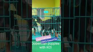 European Doberman Puppies For Sale With Kci Certificate [upl. by Wehner380]