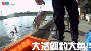 大活餌釣大魚池裡現釣的大吳郭魚就是好用馬上鉤下去就拉走以為是大斑池原來也可以當綜合池玩好好釣太好玩了 202411 台灣69J釣魚俱樂部69J Fishing Club [upl. by Nelhsa]