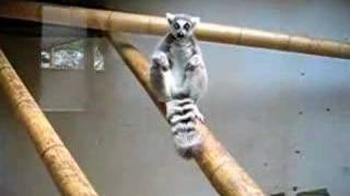 Baby Lemur [upl. by Senilec]