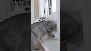 Old Cat vs Toilet Paper Wall kittisaurus cats challenge toiletpaper [upl. by Gabrila224]