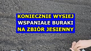 Koniecznie Wysiej Teraz TE BURAKI Zbierzesz je PRZED ZIMĄ Koniec Lipca Sierpień Co Siać Kalendarz [upl. by Delores]