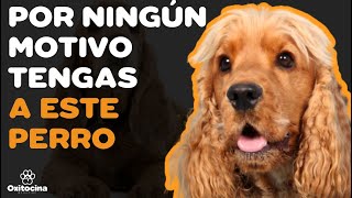 COCKER SPANIEL INGLÉS 7 RAZONES PARA NO TENERLO [upl. by Otilegna186]