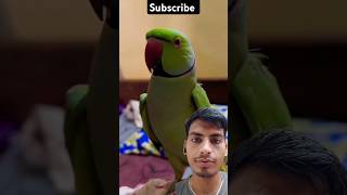 ऐ मेरे मिट्ठू 😂🤣 parrot birds cute parrottalking pets animals youtubeshorts ytshort funny [upl. by Lessig]