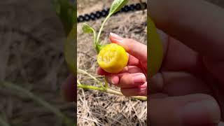 Malinalco tomatillo is very fresh and succulent For fruit lovers fruit satisfying farming [upl. by Enirak660]