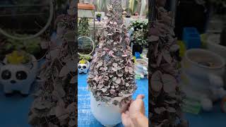 Variegated String of Hearts in DIY cone shape trellis  bikolanahardinera shortvideo succulent [upl. by Ashlen459]