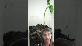 How to seed germinate  plants timeslapse farming shorts [upl. by Idnal]