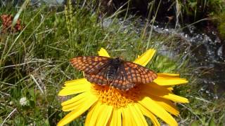 Euphydryas intermedia Damier du chèvrefeuille femelle butine Arnica [upl. by Erving]