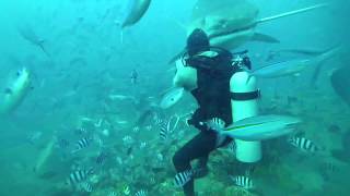 5 m TIGERSHARK almost bites divers head off in Fiji [upl. by Gildus]