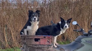 Two amazing border collies herding sheep [upl. by Festus]