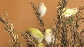 Yellow Siskins [upl. by Eecyal]