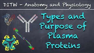 DITW  Types and Purpose of Plasma Proteins [upl. by Olpe467]