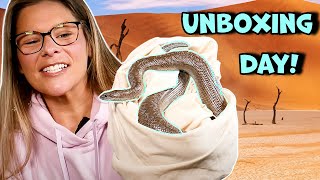 Unboxing The Latest Delivery Of Snakes [upl. by Ainig]